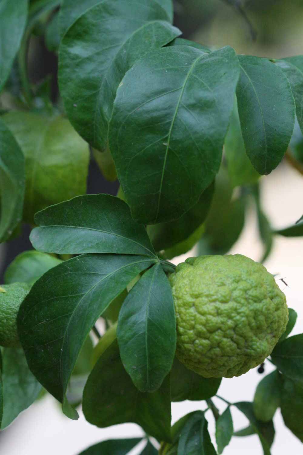            Shade leaves (Riverside, CA)   